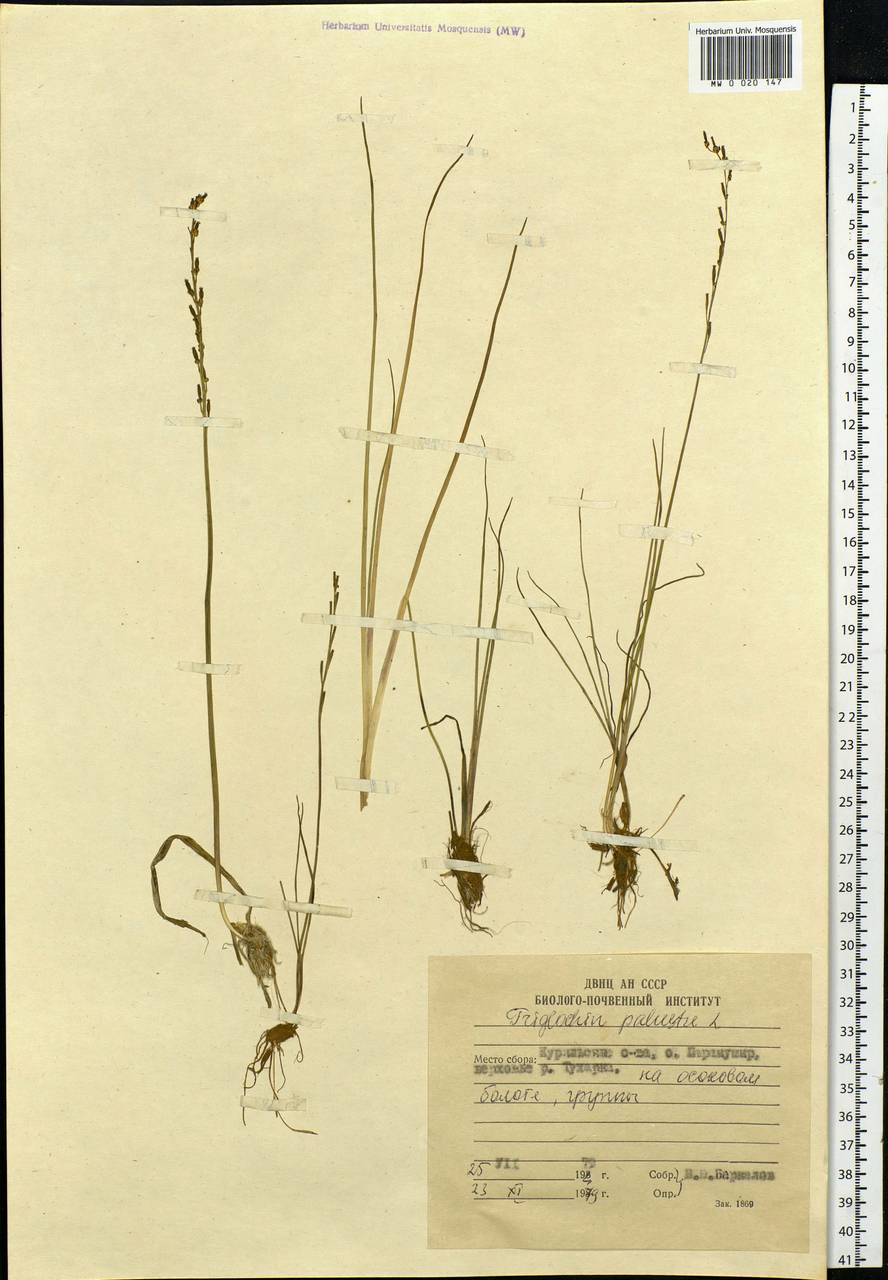 Triglochin palustris L., Siberia, Russian Far East (S6) (Russia)