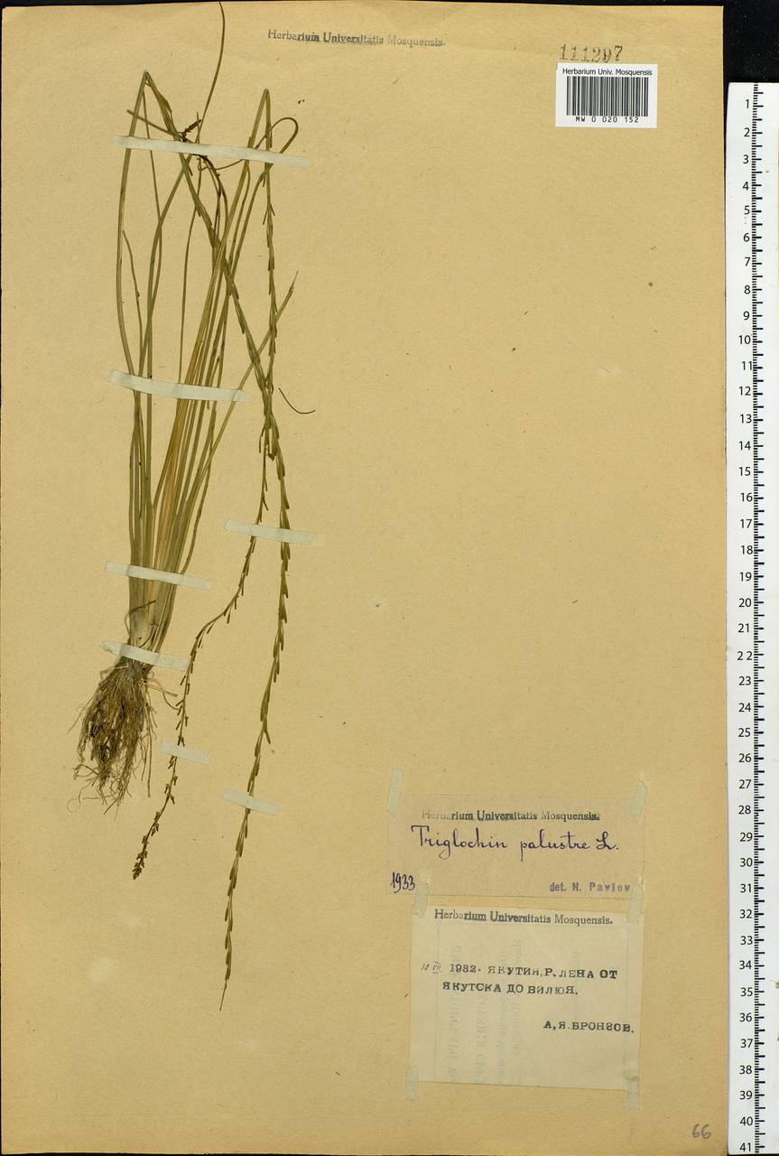 Triglochin palustris L., Siberia, Yakutia (S5) (Russia)