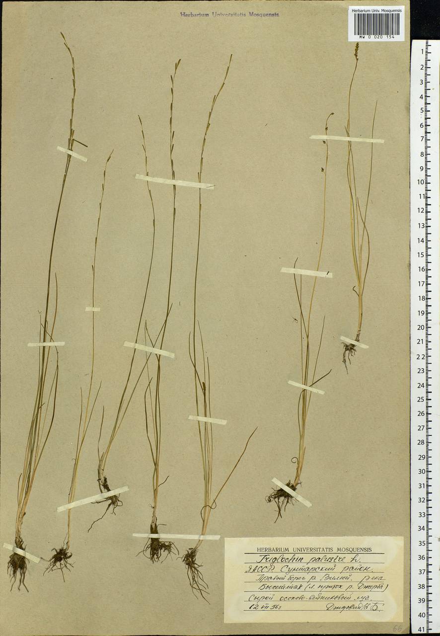 Triglochin palustris L., Siberia, Yakutia (S5) (Russia)