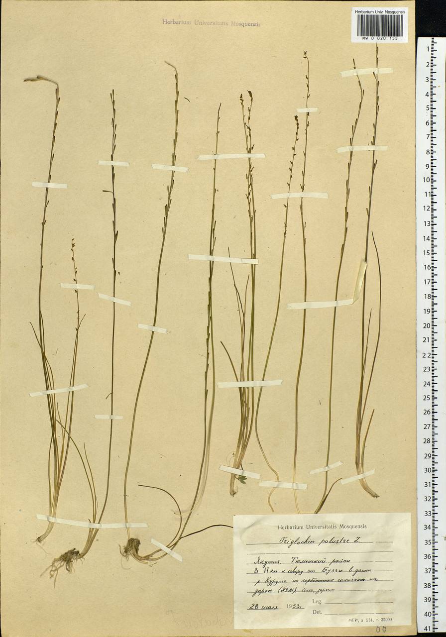 Triglochin palustris L., Siberia, Yakutia (S5) (Russia)