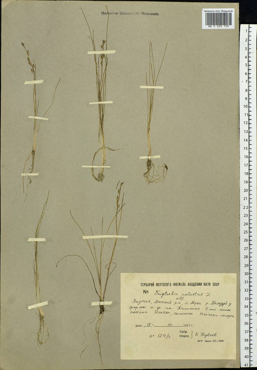 Triglochin palustris L., Siberia, Yakutia (S5) (Russia)
