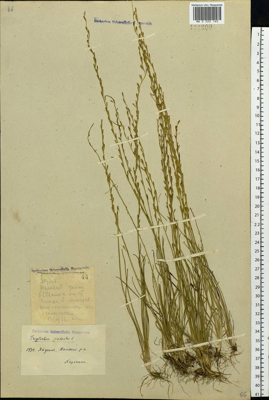 Triglochin palustris L., Siberia, Yakutia (S5) (Russia)