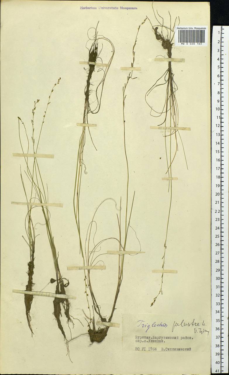 Triglochin palustris L., Siberia, Baikal & Transbaikal region (S4) (Russia)