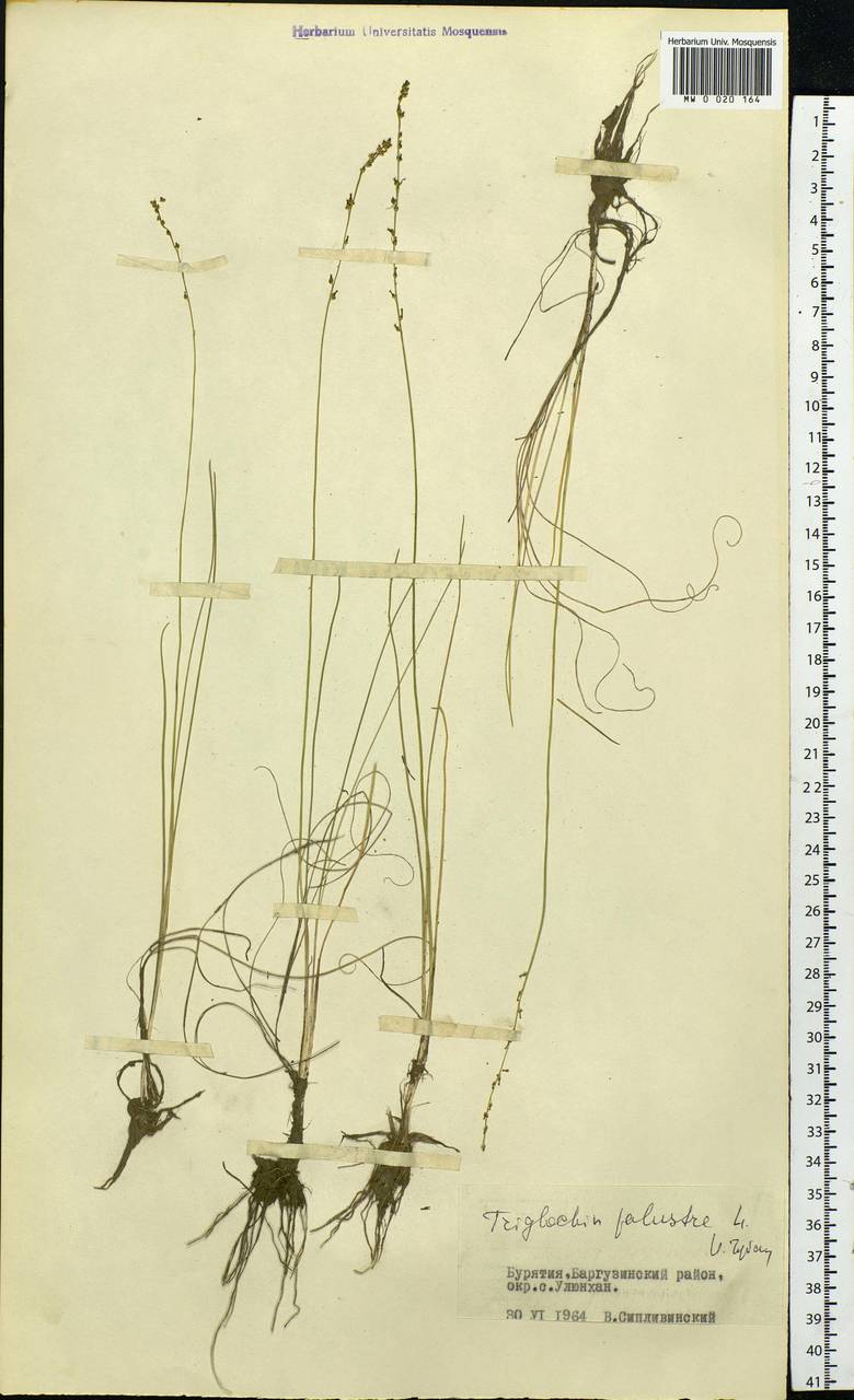 Triglochin palustris L., Siberia, Baikal & Transbaikal region (S4) (Russia)