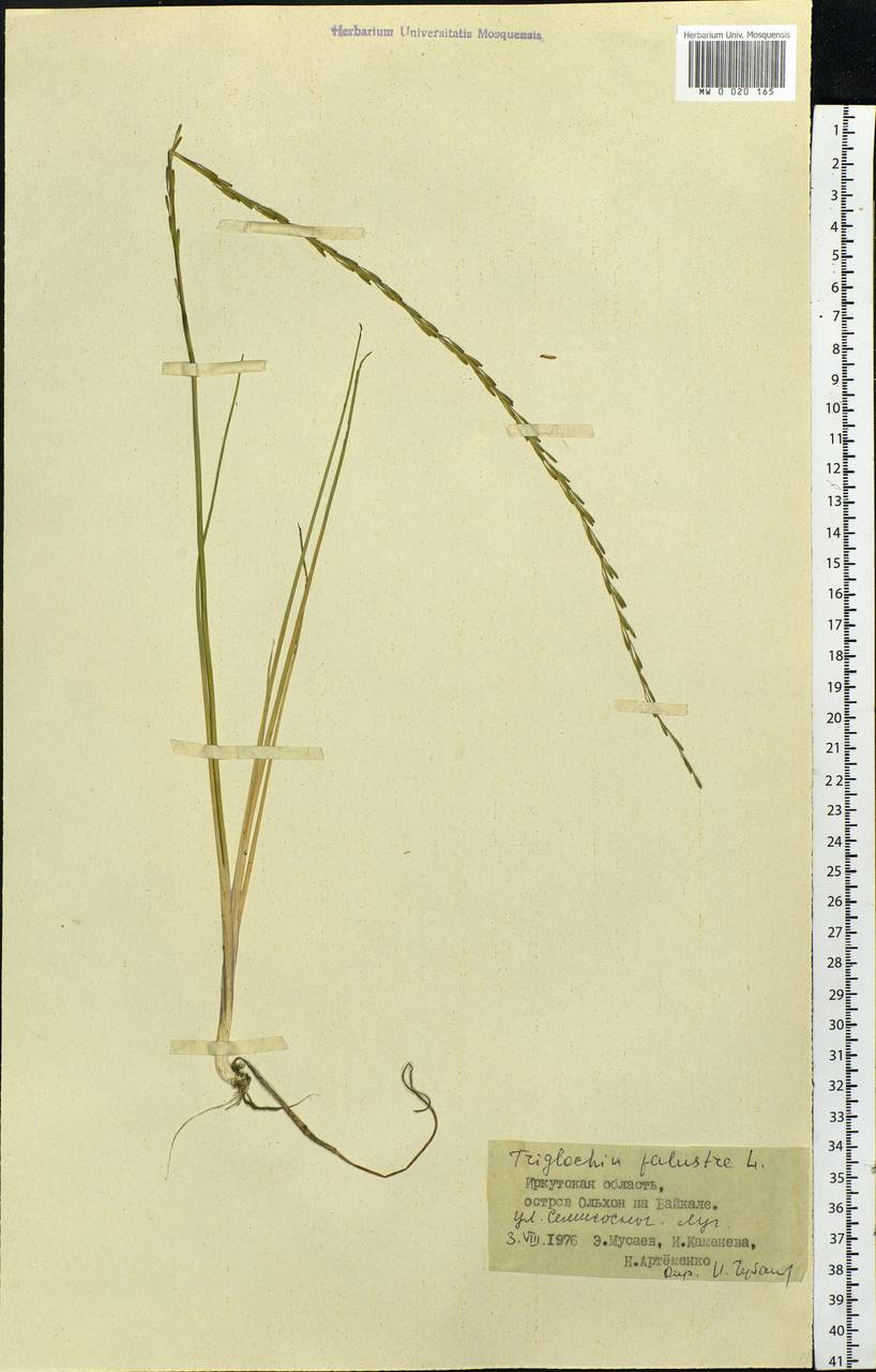 Triglochin palustris L., Siberia, Baikal & Transbaikal region (S4) (Russia)