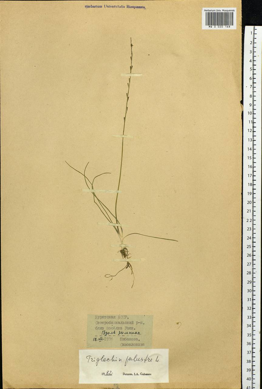 Triglochin palustris L., Siberia, Baikal & Transbaikal region (S4) (Russia)