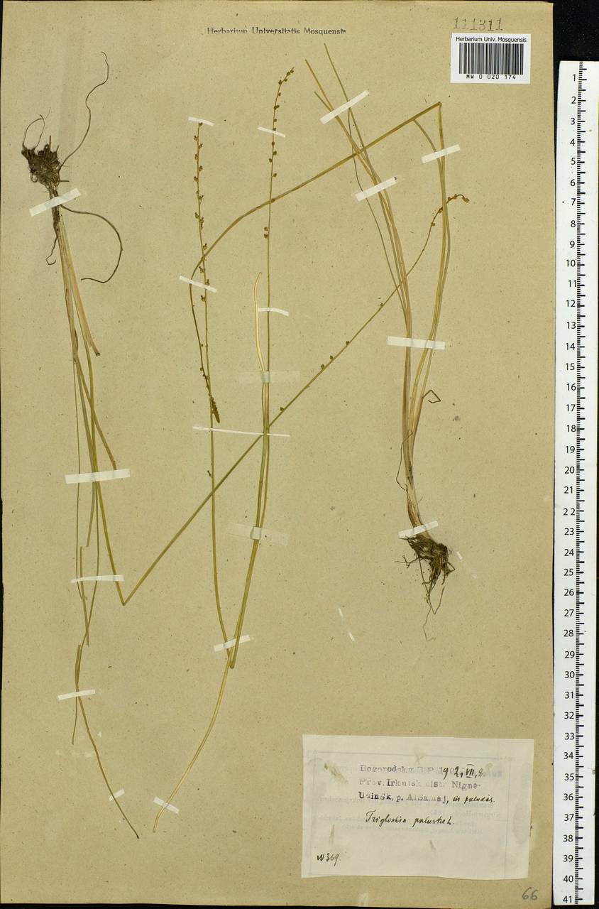 Triglochin palustris L., Siberia, Baikal & Transbaikal region (S4) (Russia)