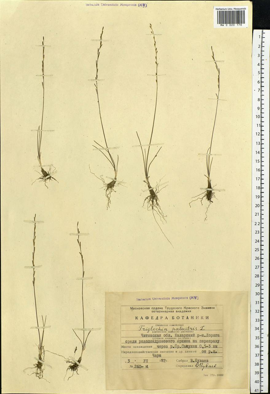 Triglochin palustris L., Siberia, Baikal & Transbaikal region (S4) (Russia)