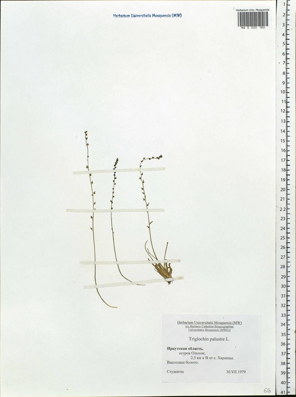 Triglochin palustris L., Siberia, Baikal & Transbaikal region (S4) (Russia)