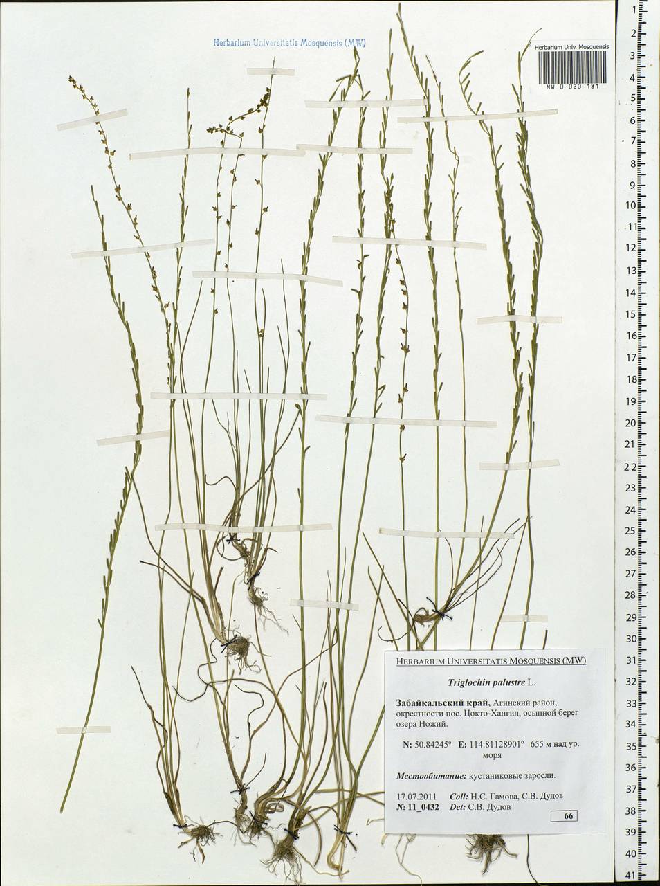 Triglochin palustris L., Siberia, Baikal & Transbaikal region (S4) (Russia)