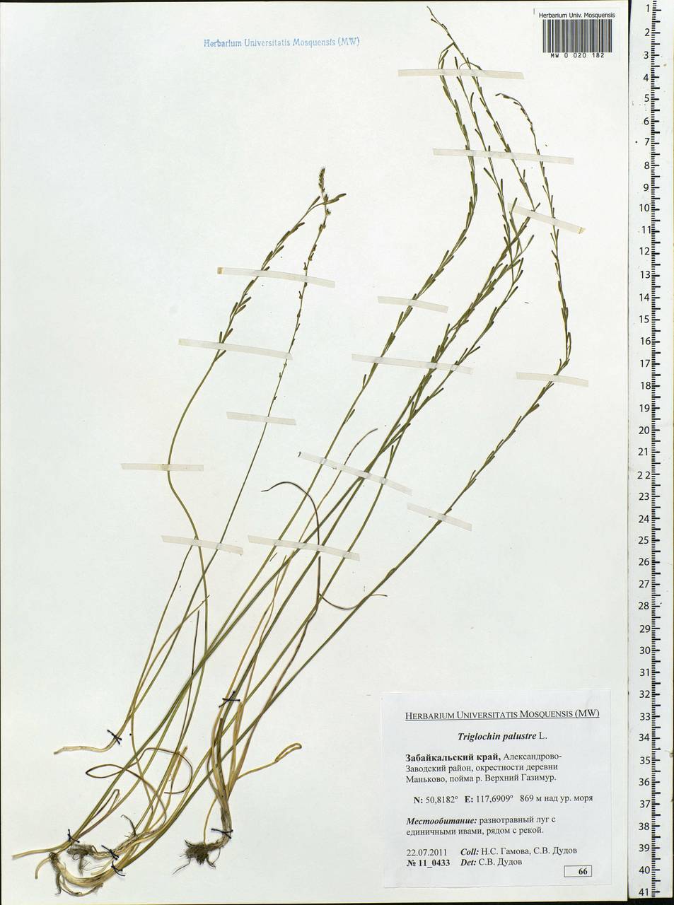 Triglochin palustris L., Siberia, Baikal & Transbaikal region (S4) (Russia)