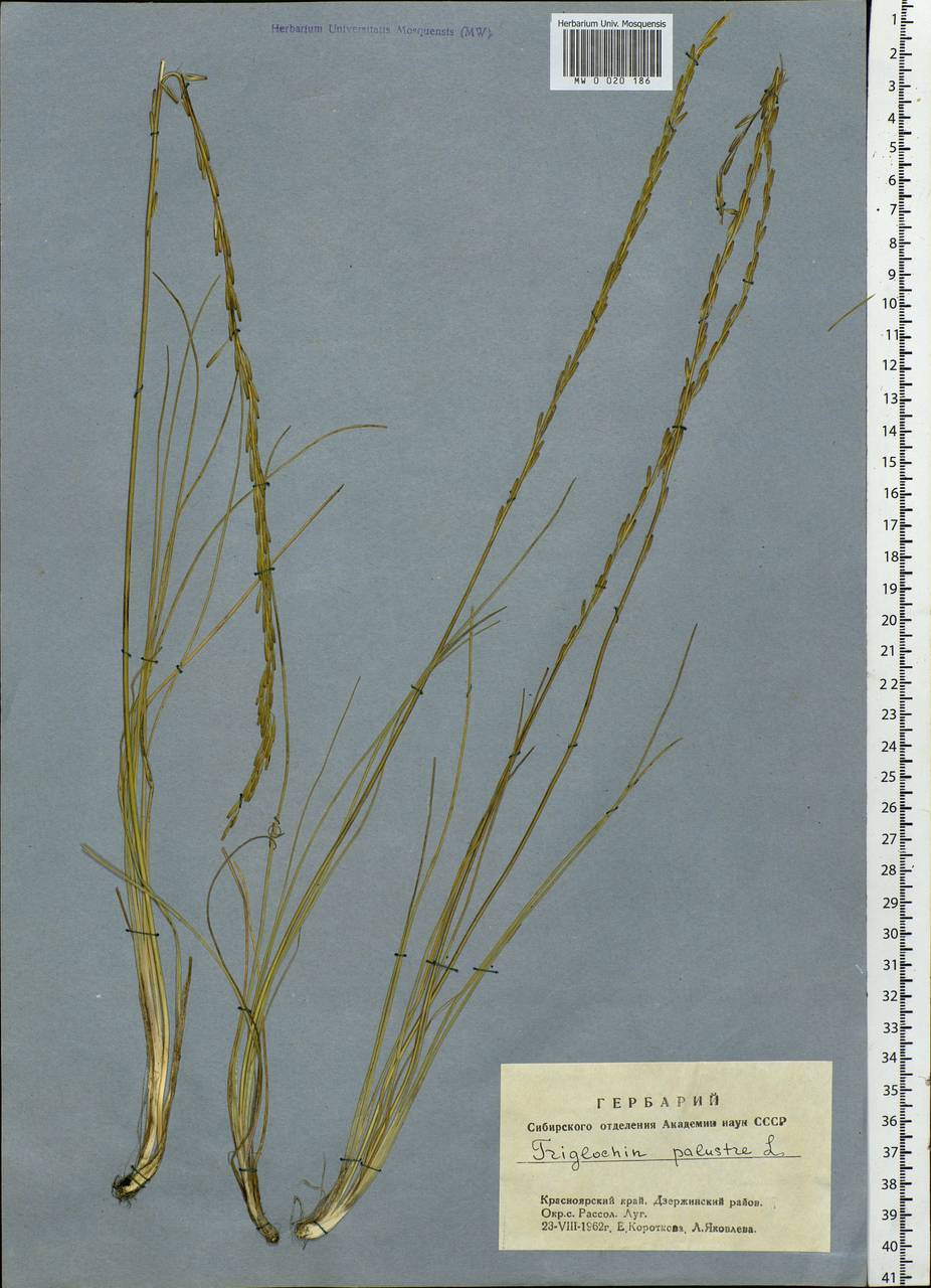 Triglochin palustris L., Siberia, Central Siberia (S3) (Russia)