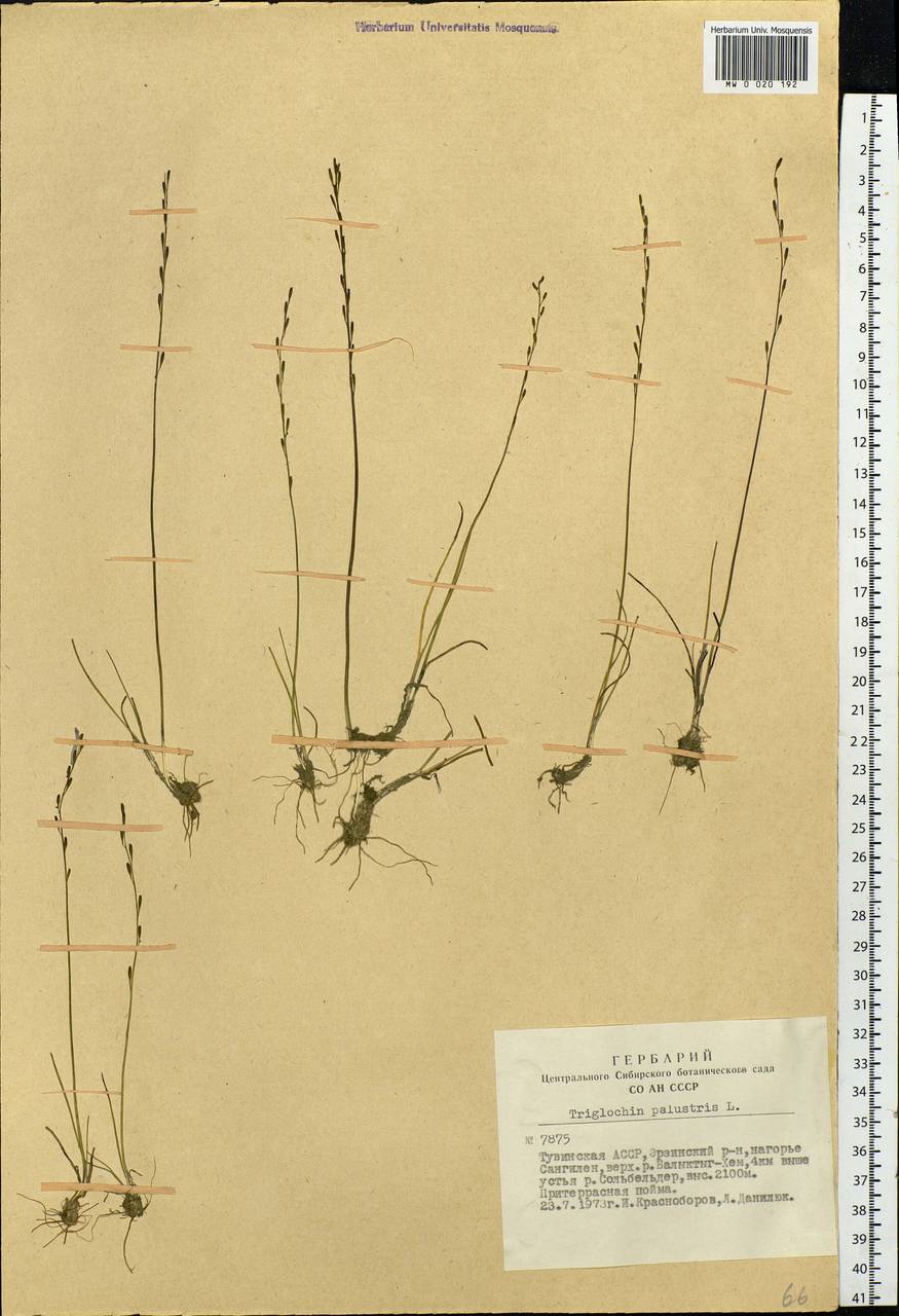 Triglochin palustris L., Siberia, Altai & Sayany Mountains (S2) (Russia)