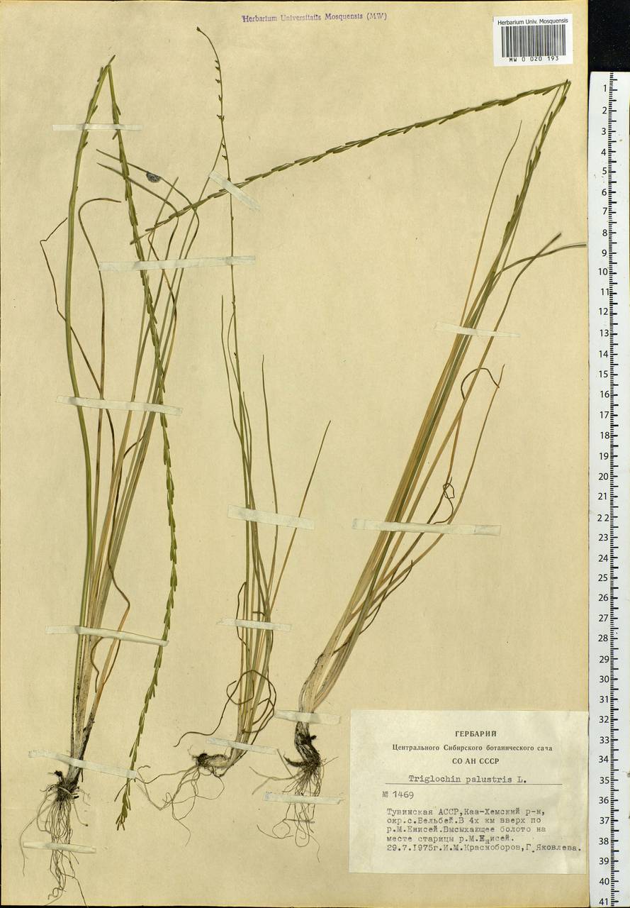 Triglochin palustris L., Siberia, Altai & Sayany Mountains (S2) (Russia)