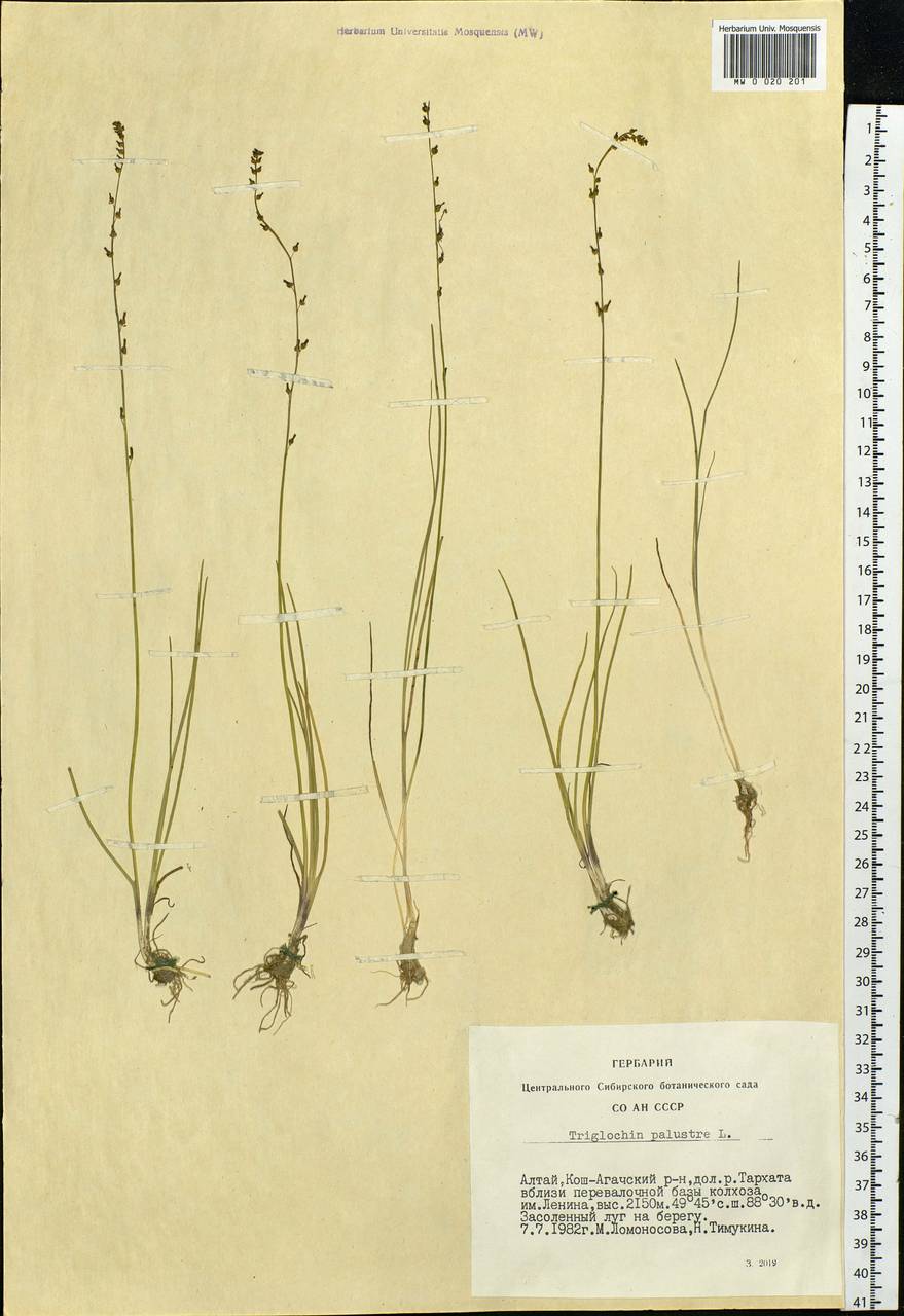 Triglochin palustris L., Siberia, Altai & Sayany Mountains (S2) (Russia)