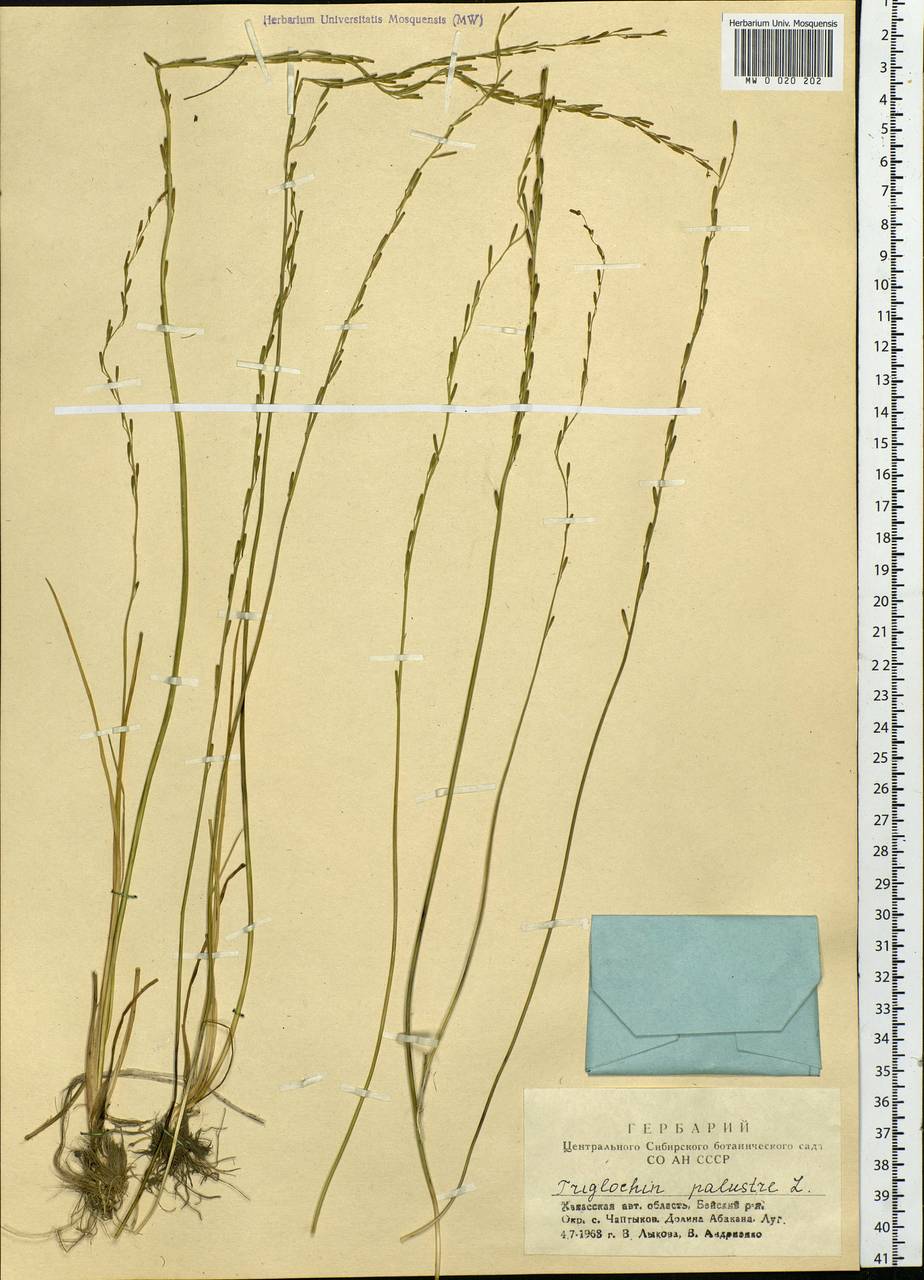 Triglochin palustris L., Siberia, Altai & Sayany Mountains (S2) (Russia)