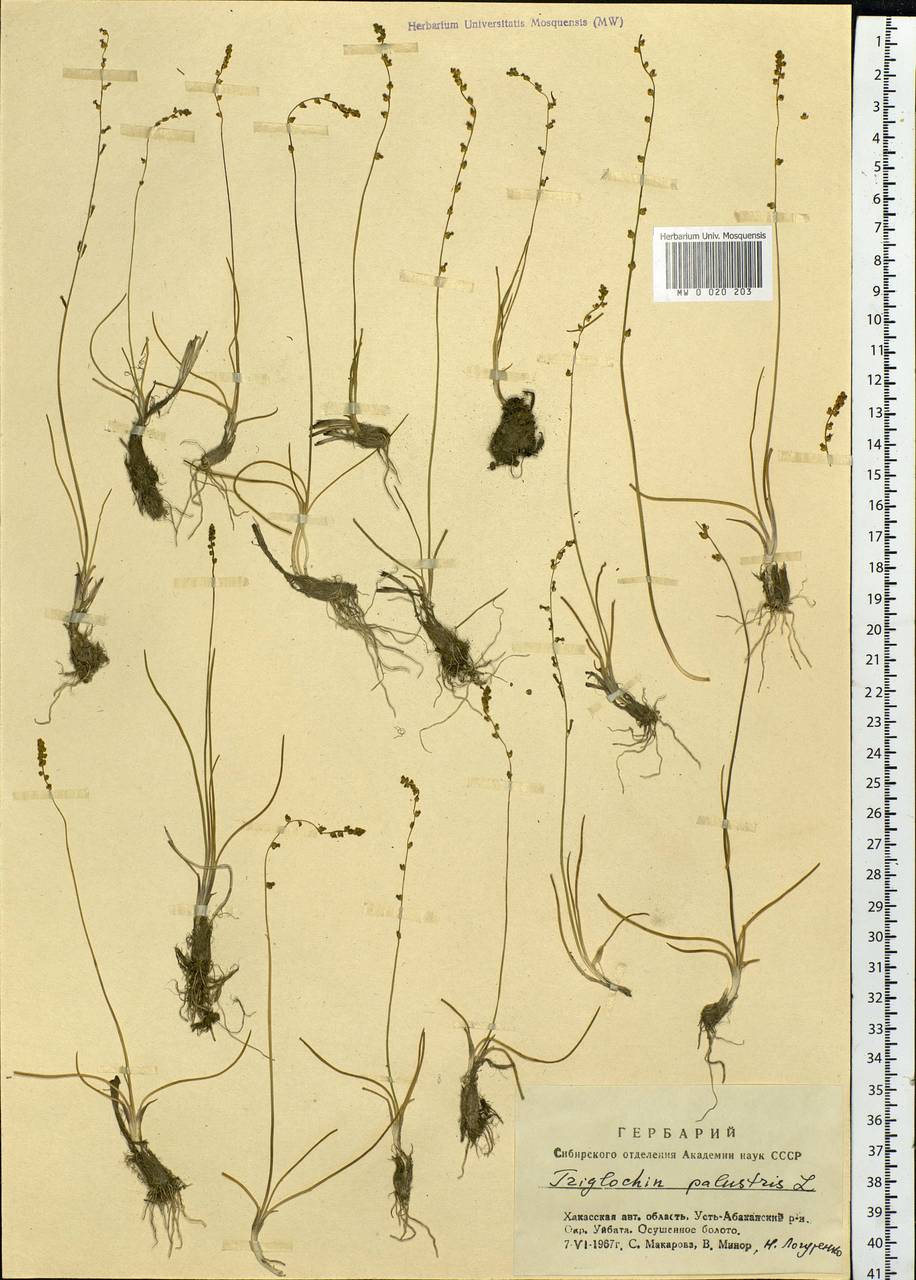 Triglochin palustris L., Siberia, Altai & Sayany Mountains (S2) (Russia)