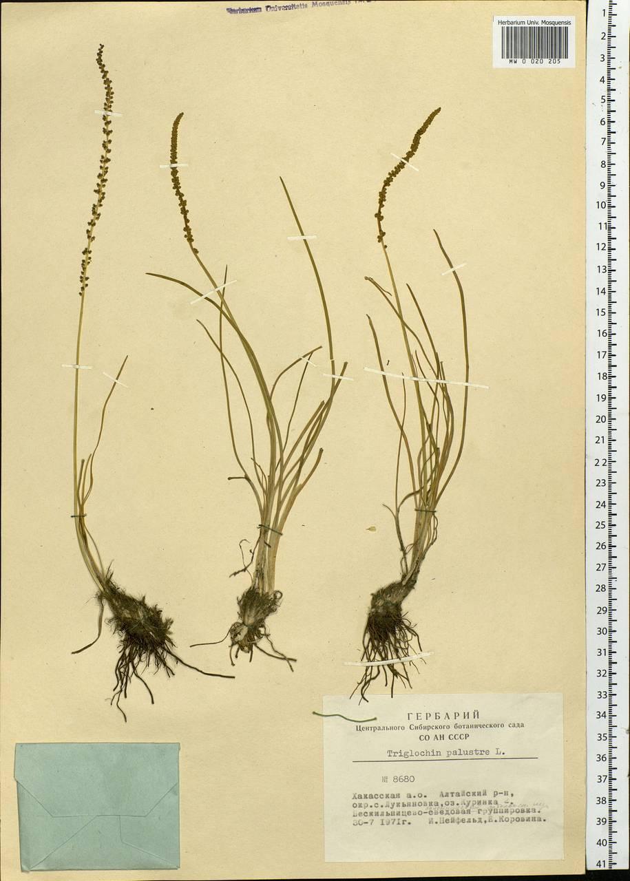 Triglochin palustris L., Siberia, Altai & Sayany Mountains (S2) (Russia)
