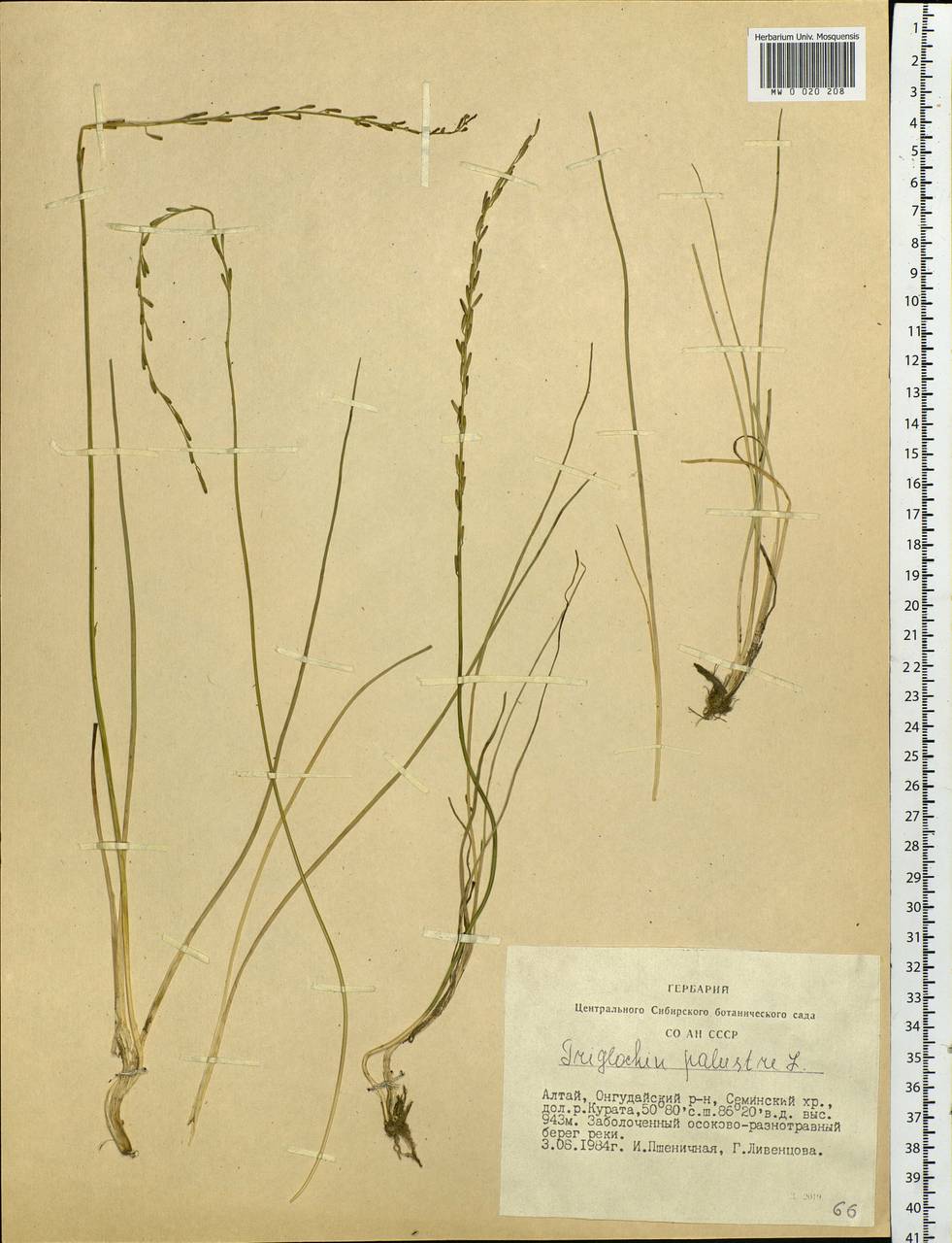 Triglochin palustris L., Siberia, Altai & Sayany Mountains (S2) (Russia)