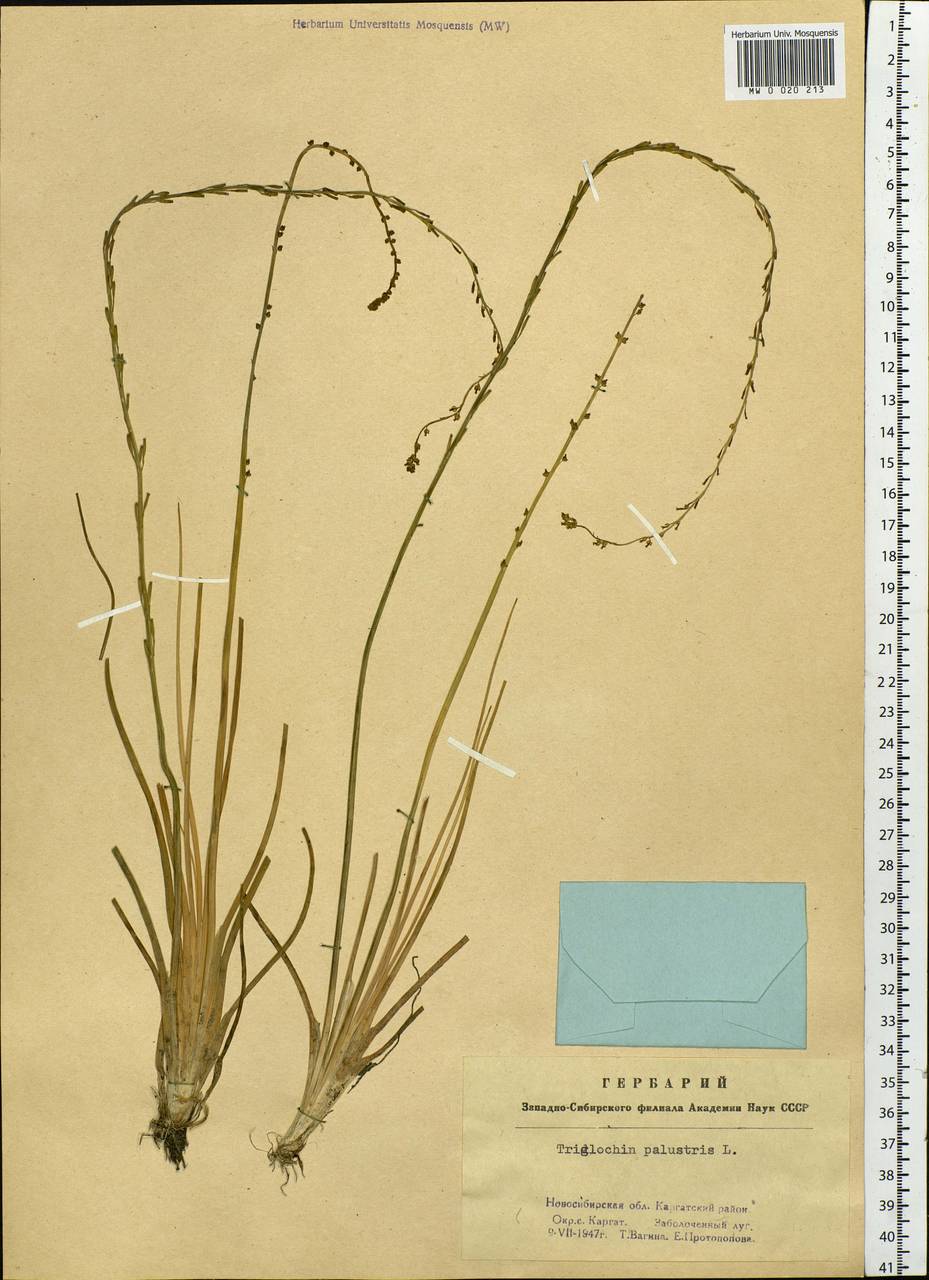 Triglochin palustris L., Siberia, Western Siberia (S1) (Russia)