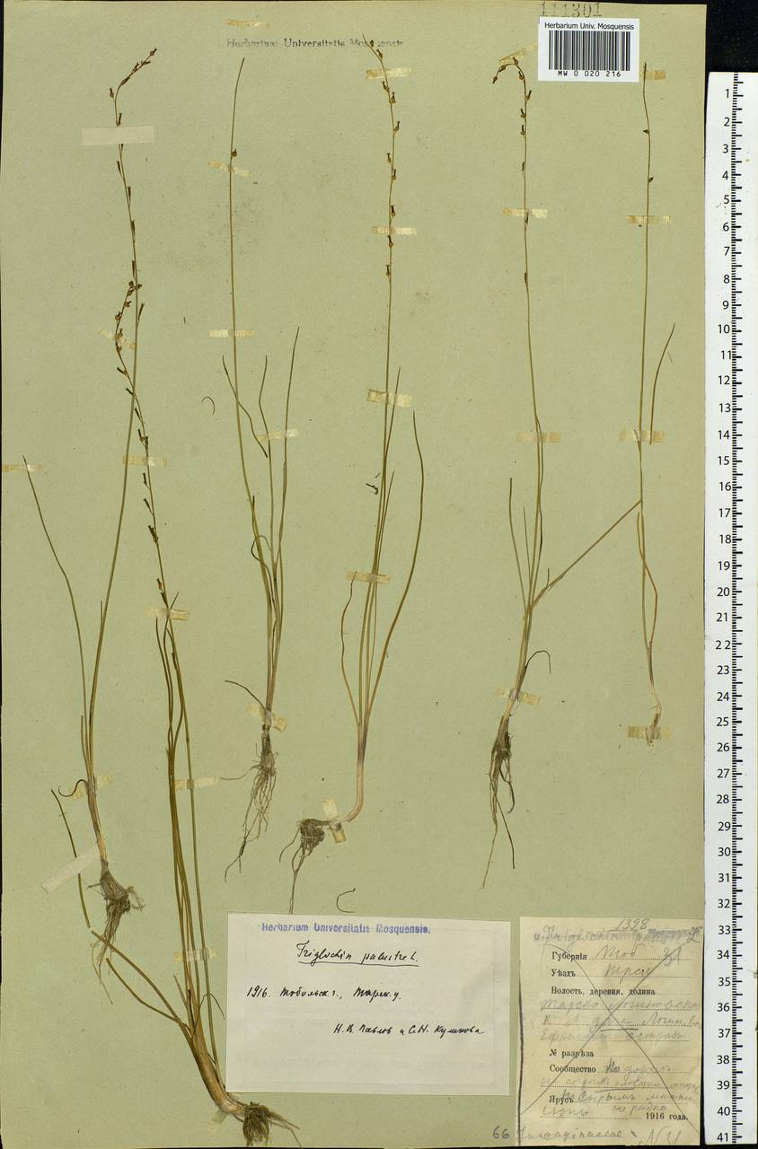 Triglochin palustris L., Siberia, Western Siberia (S1) (Russia)