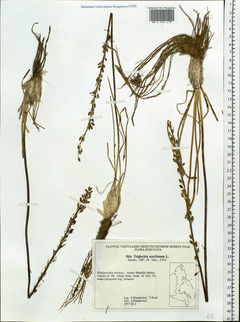 Triglochin maritima L., Siberia, Russian Far East (S6) (Russia)