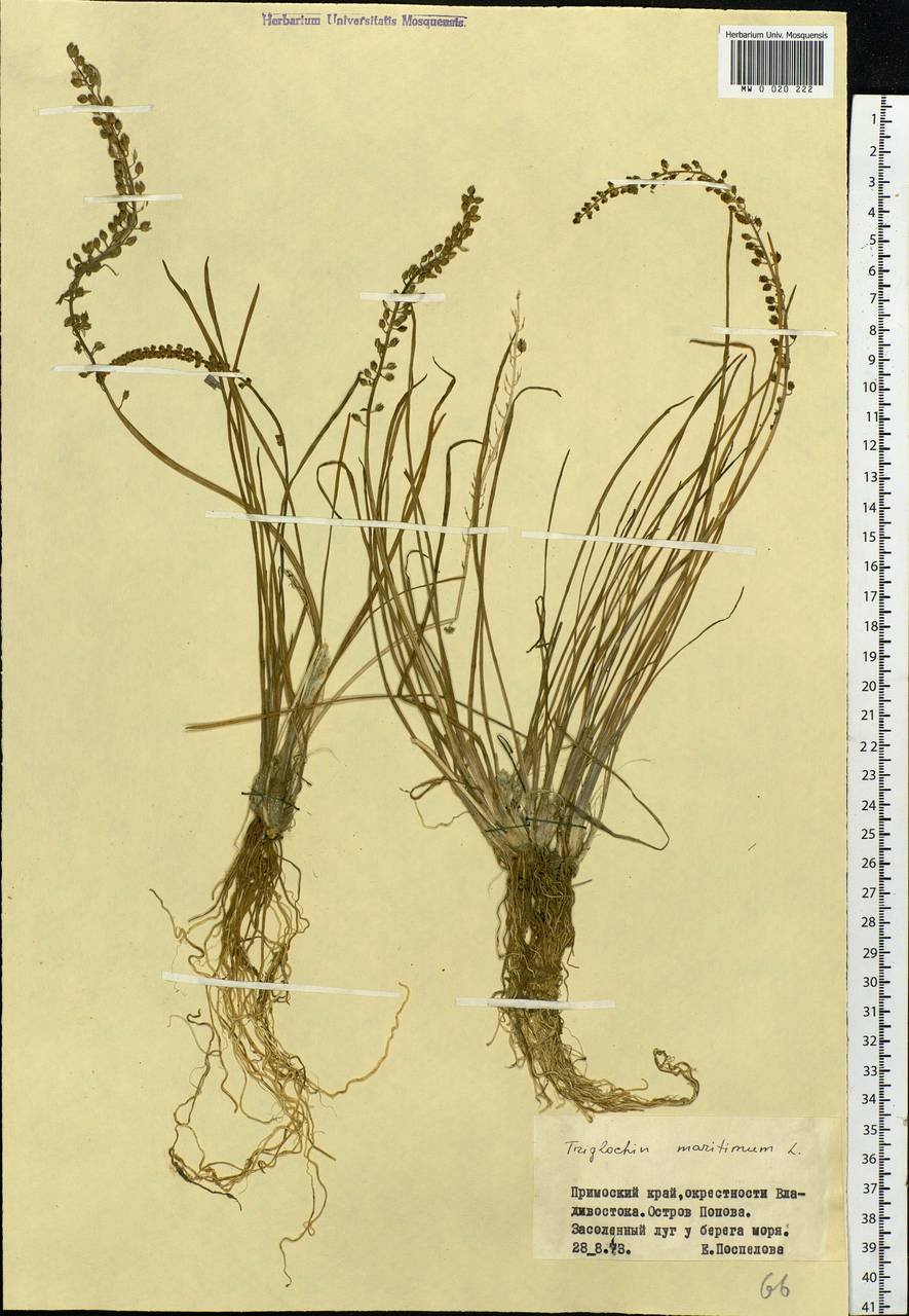 Triglochin maritima L., Siberia, Russian Far East (S6) (Russia)