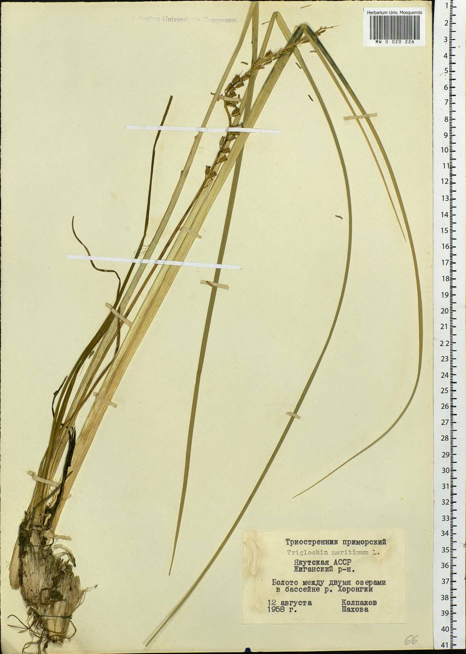 Triglochin maritima L., Siberia, Yakutia (S5) (Russia)