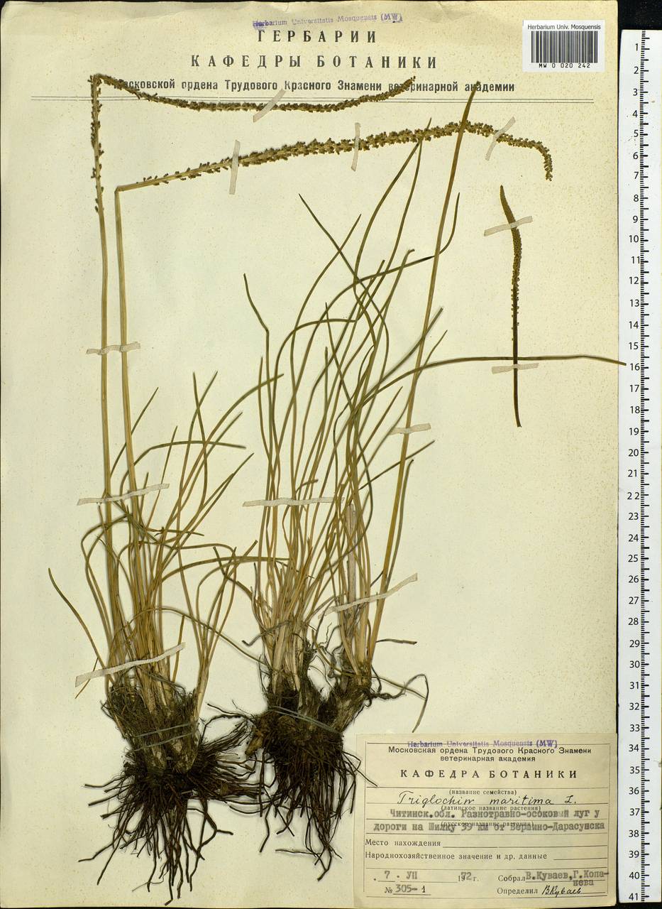 Triglochin maritima L., Siberia, Baikal & Transbaikal region (S4) (Russia)