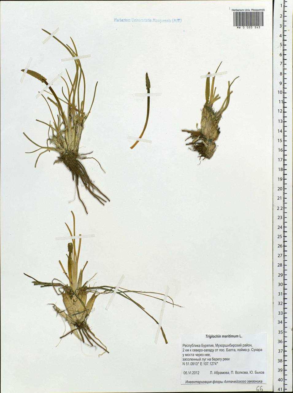 Triglochin maritima L., Siberia, Baikal & Transbaikal region (S4) (Russia)