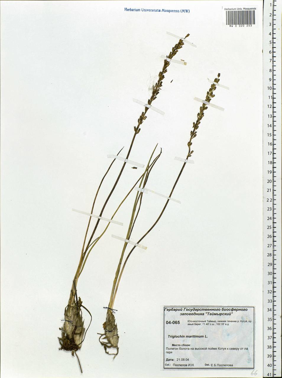 Triglochin maritima L., Siberia, Central Siberia (S3) (Russia)