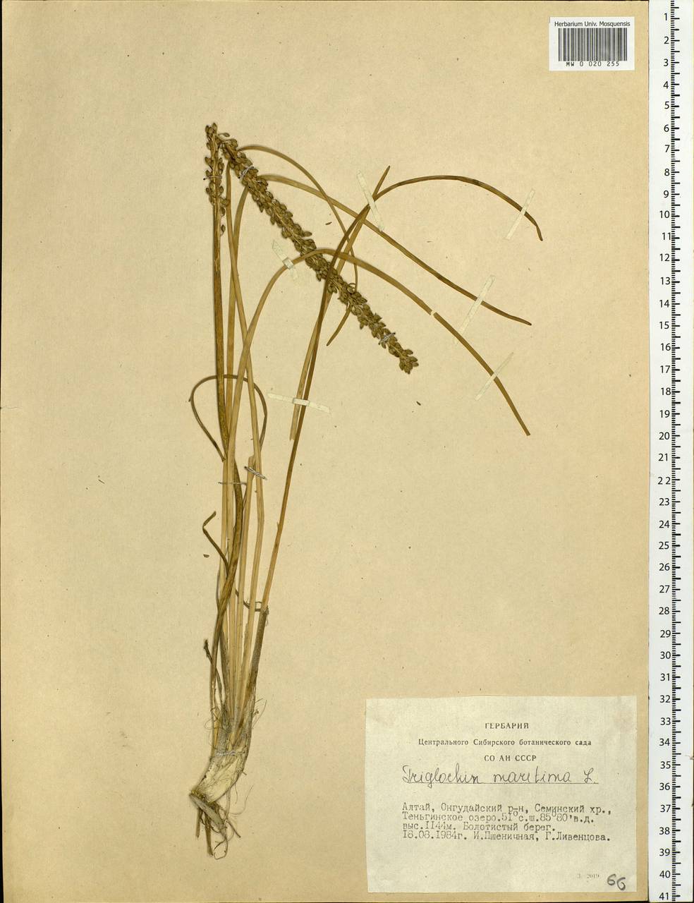 Triglochin maritima L., Siberia, Altai & Sayany Mountains (S2) (Russia)