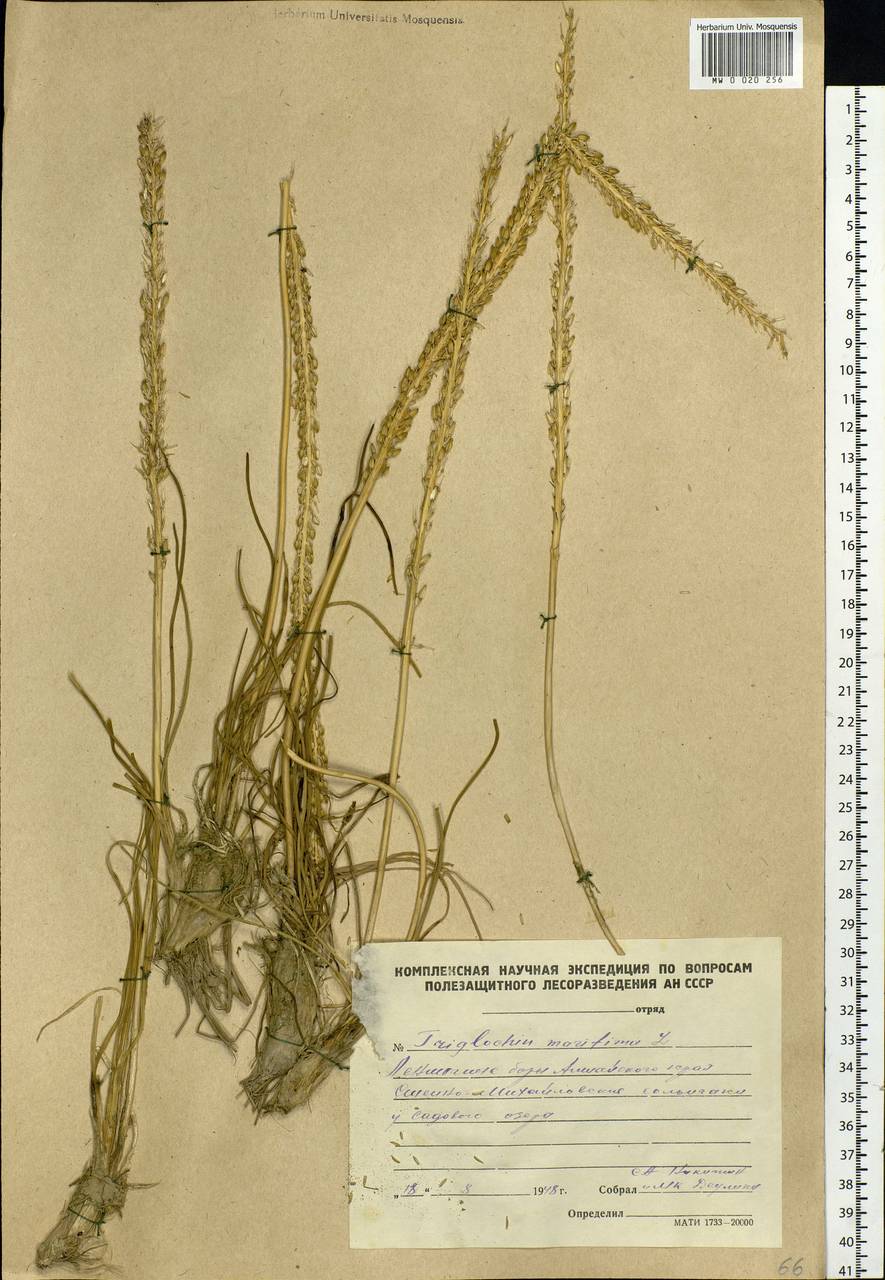 Triglochin maritima L., Siberia, Altai & Sayany Mountains (S2) (Russia)