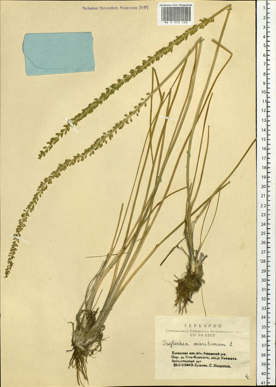Triglochin maritima L., Siberia, Altai & Sayany Mountains (S2) (Russia)