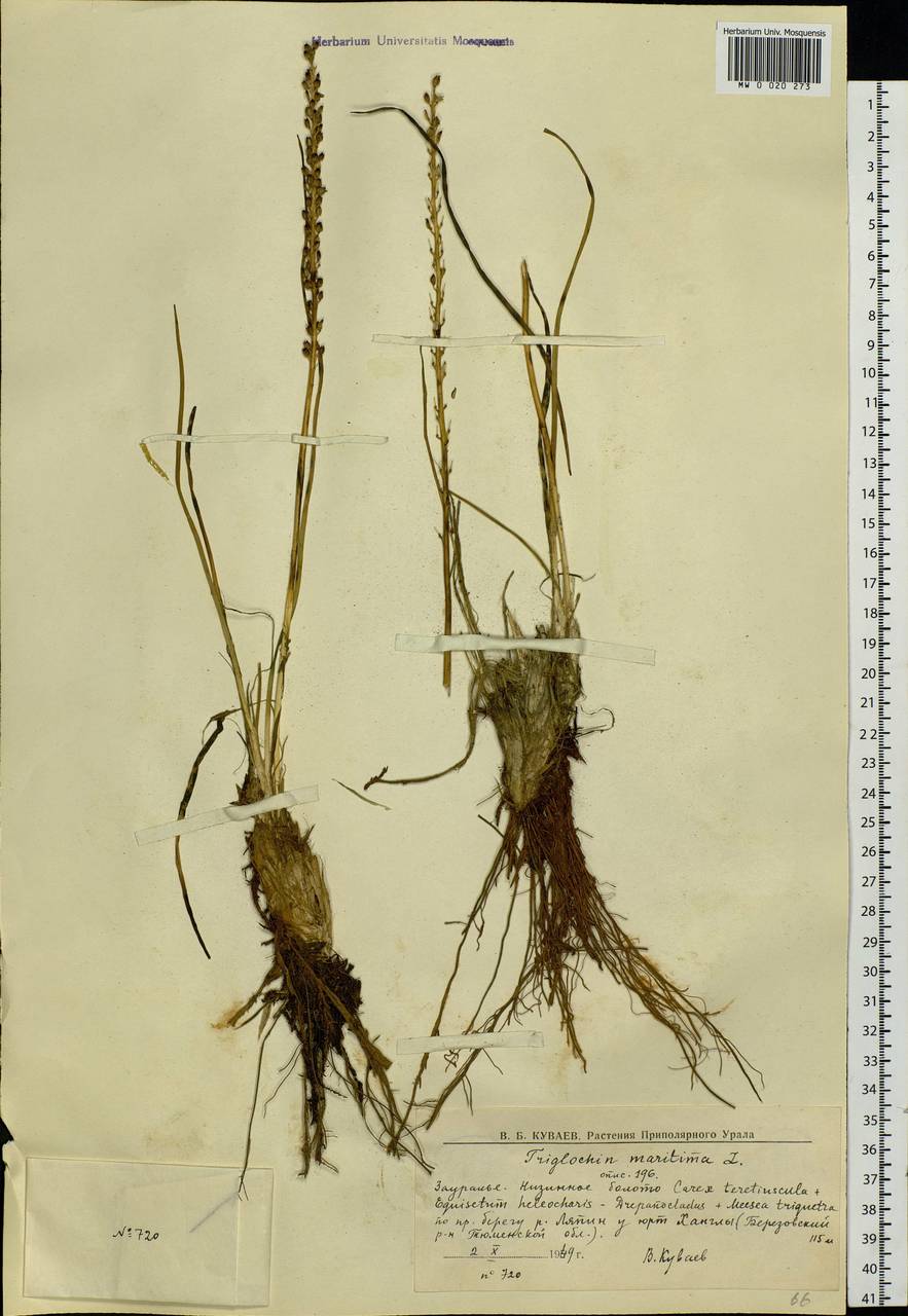 Triglochin maritima L., Siberia, Western Siberia (S1) (Russia)