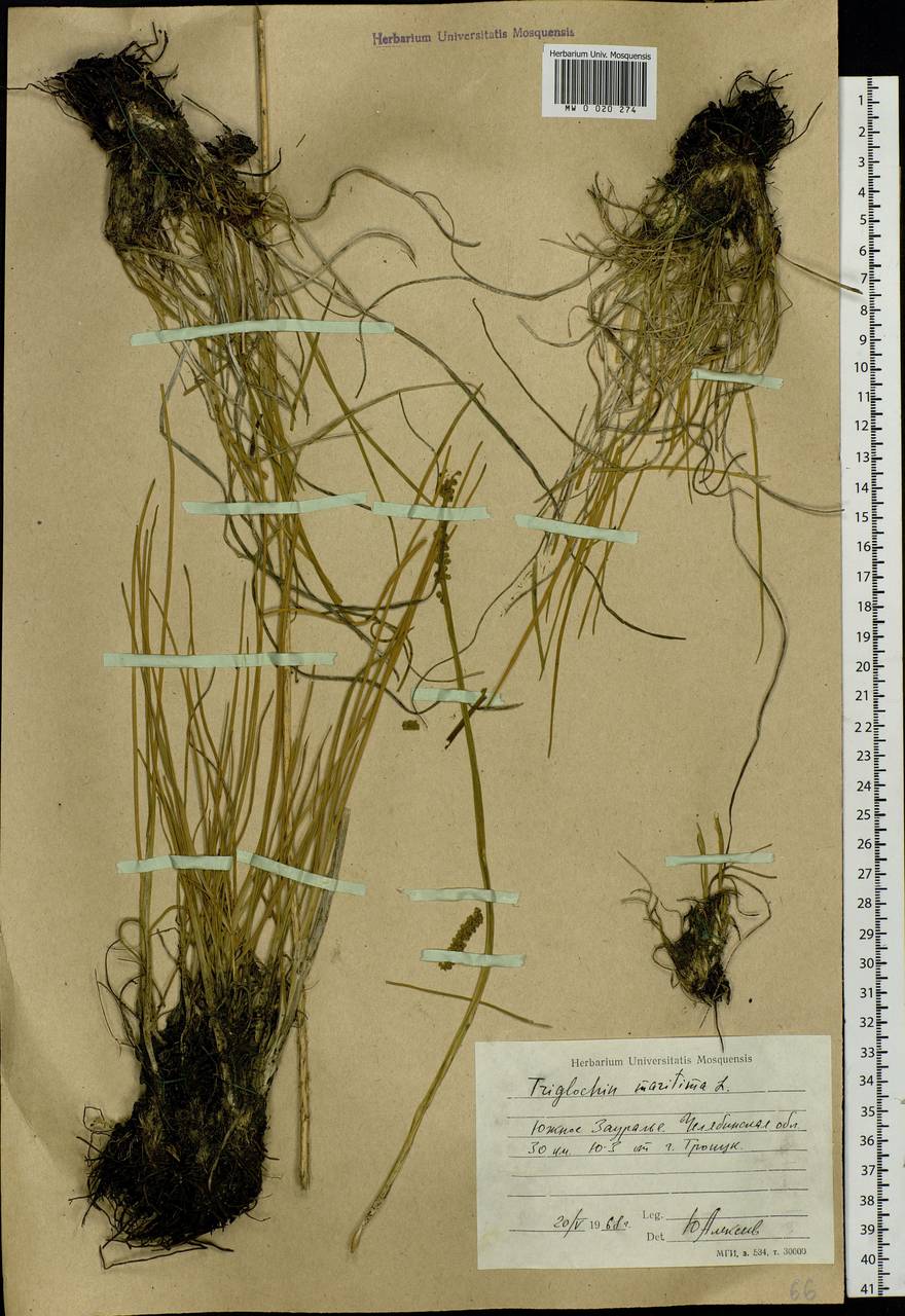 Triglochin maritima L., Siberia, Western Siberia (S1) (Russia)