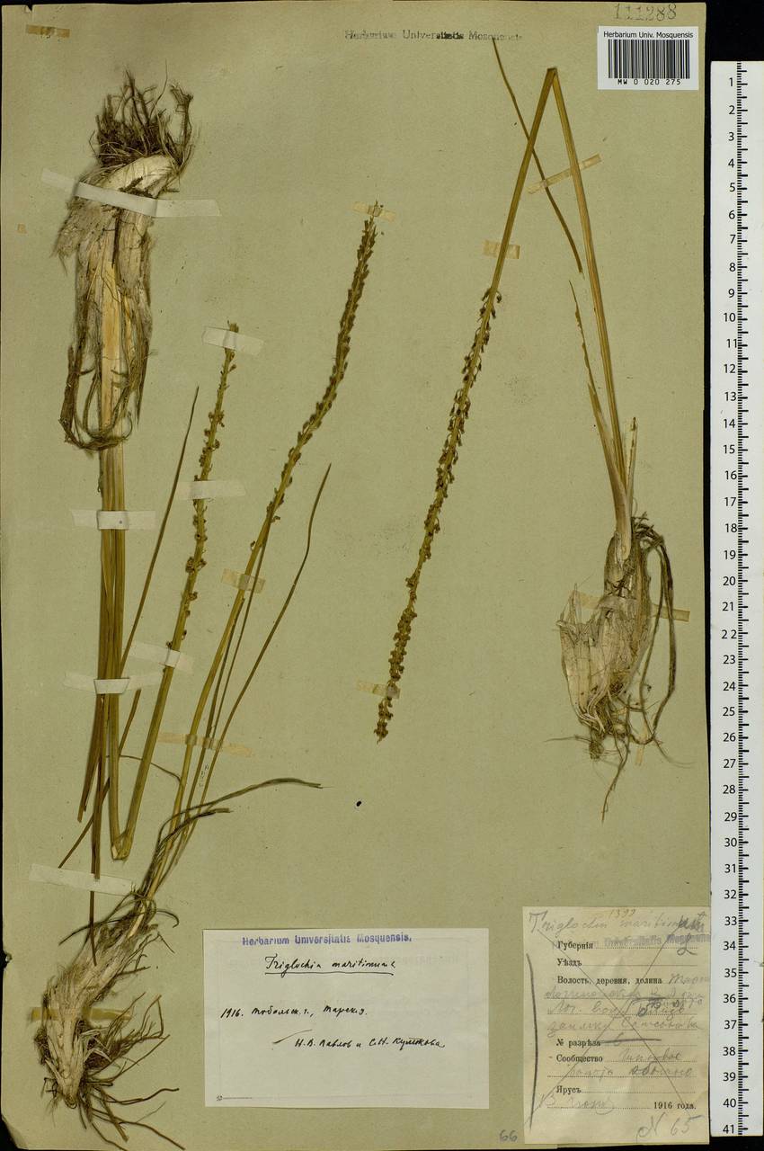 Triglochin maritima L., Siberia, Western Siberia (S1) (Russia)