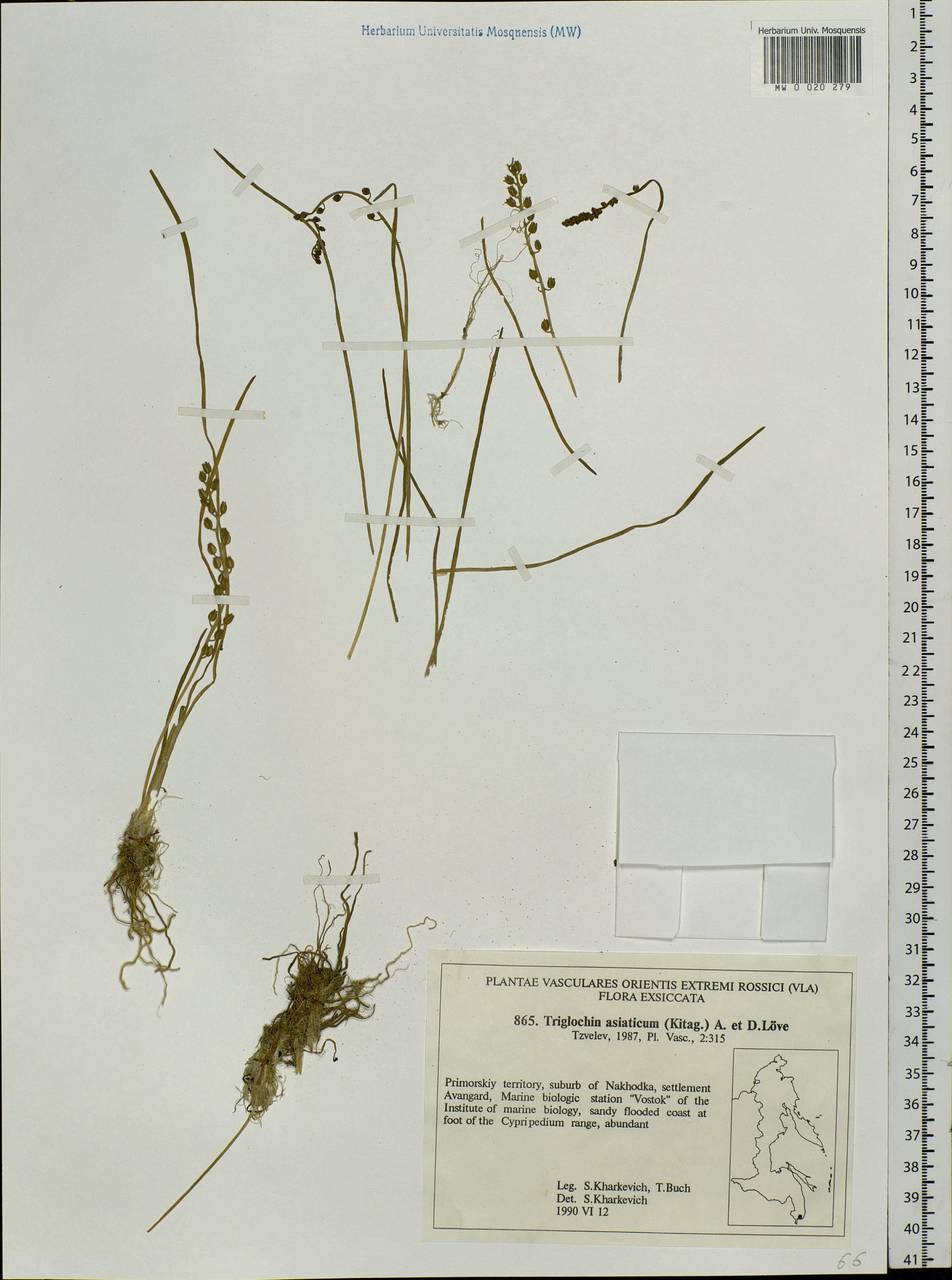 Triglochin maritima L., Siberia, Russian Far East (S6) (Russia)