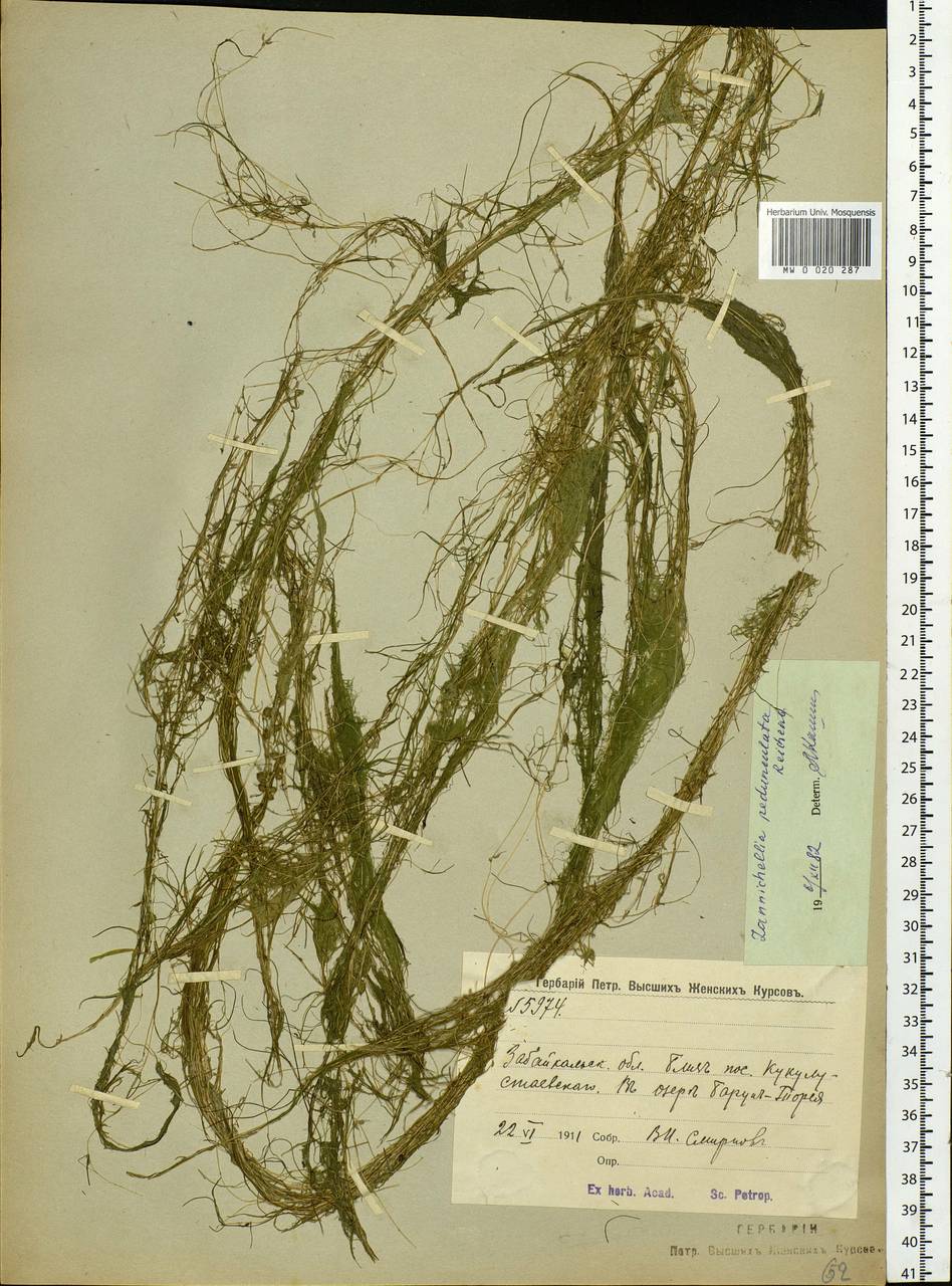 Zannichellia palustris subsp. pedicellata (Rosén & Wahlenb.) Hook.f., Siberia, Baikal & Transbaikal region (S4) (Russia)