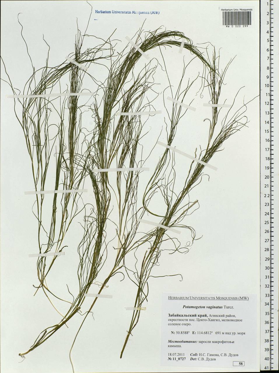 Stuckenia vaginata (Turcz.) Holub, Siberia, Baikal & Transbaikal region (S4) (Russia)