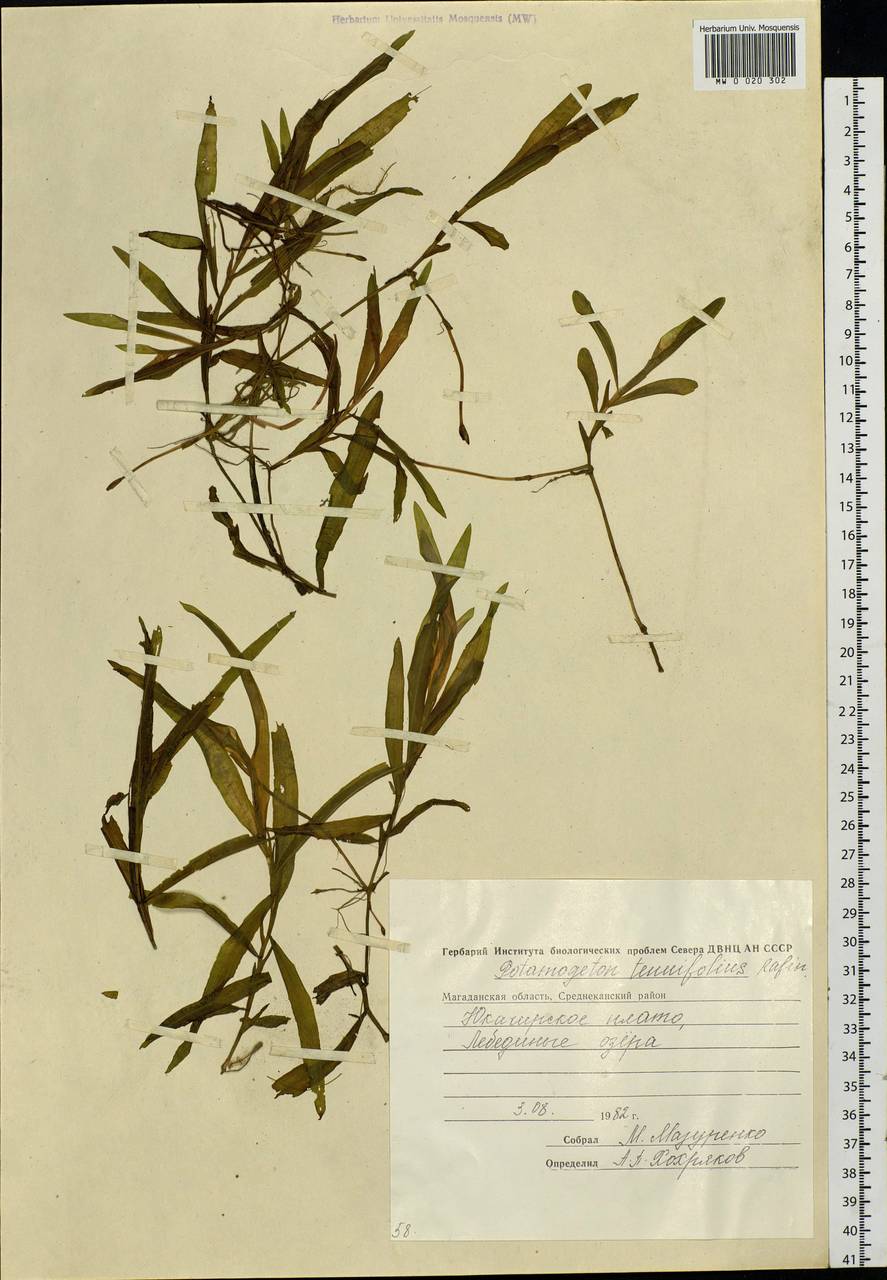 Potamogeton alpinus subsp. tenuifolius (Raf.) Hultén, Siberia, Chukotka & Kamchatka (S7) (Russia)