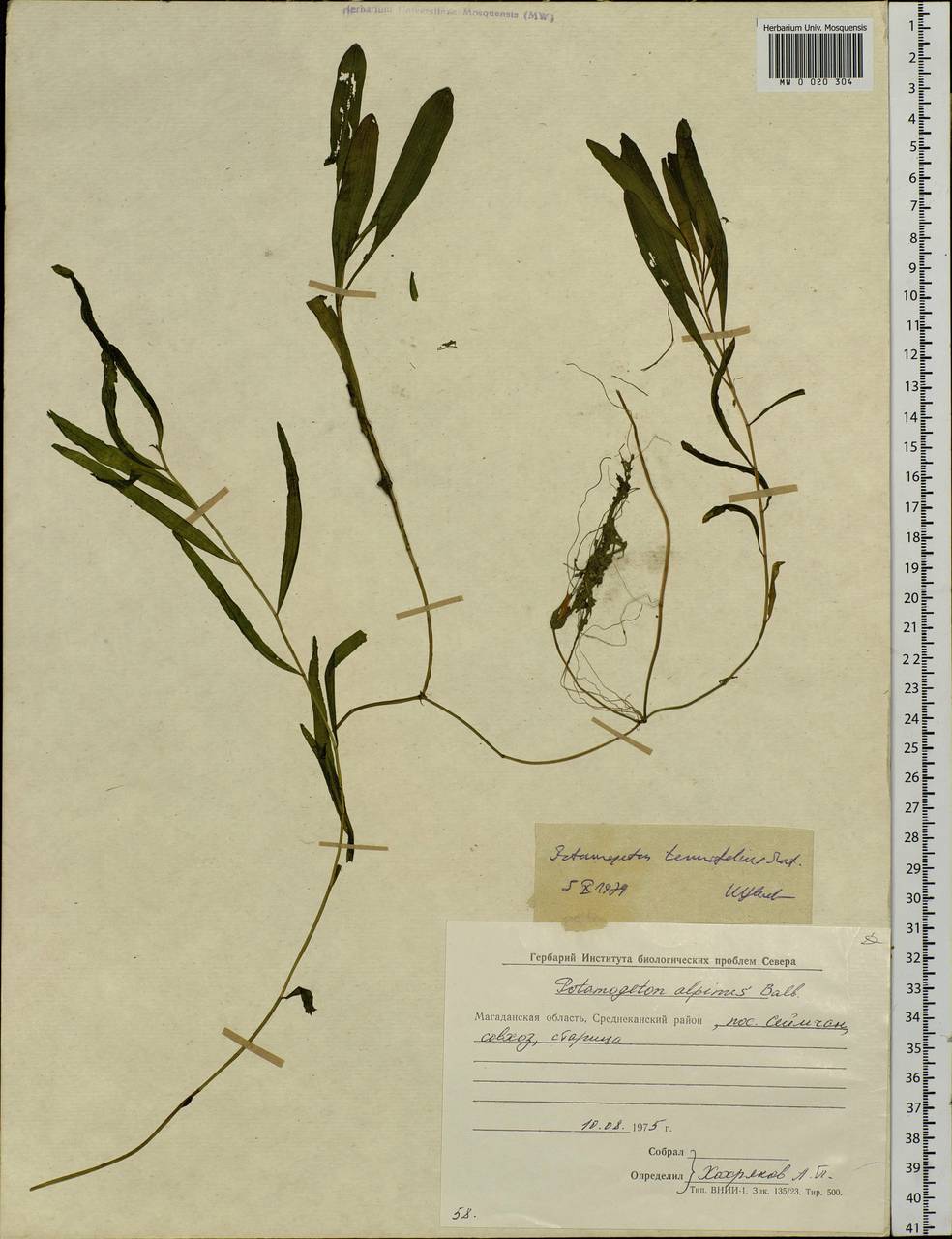 Potamogeton alpinus subsp. tenuifolius (Raf.) Hultén, Siberia, Chukotka & Kamchatka (S7) (Russia)