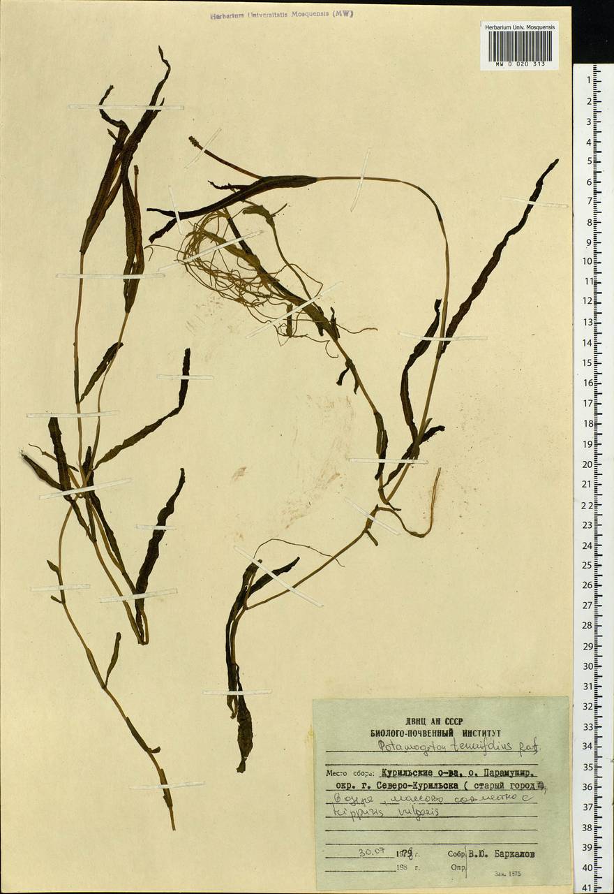 Potamogeton alpinus subsp. tenuifolius (Raf.) Hultén, Siberia, Russian Far East (S6) (Russia)
