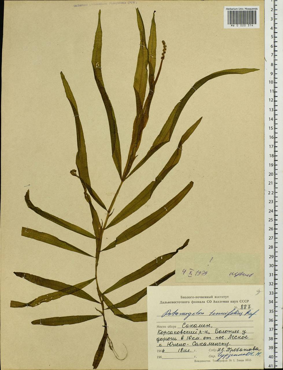 Potamogeton alpinus subsp. tenuifolius (Raf.) Hultén, Siberia, Russian Far East (S6) (Russia)