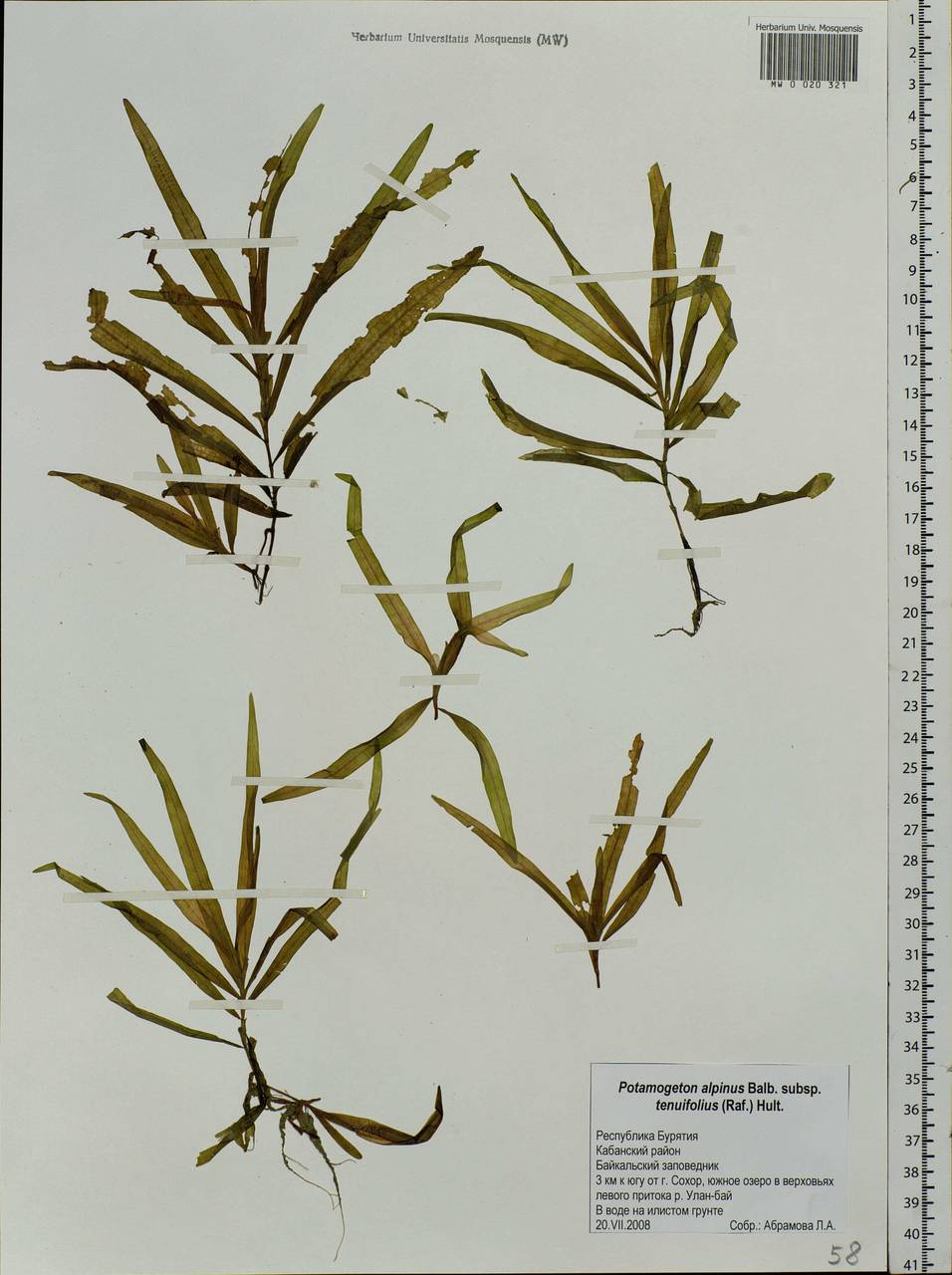 Potamogeton alpinus subsp. tenuifolius (Raf.) Hultén, Siberia, Baikal & Transbaikal region (S4) (Russia)