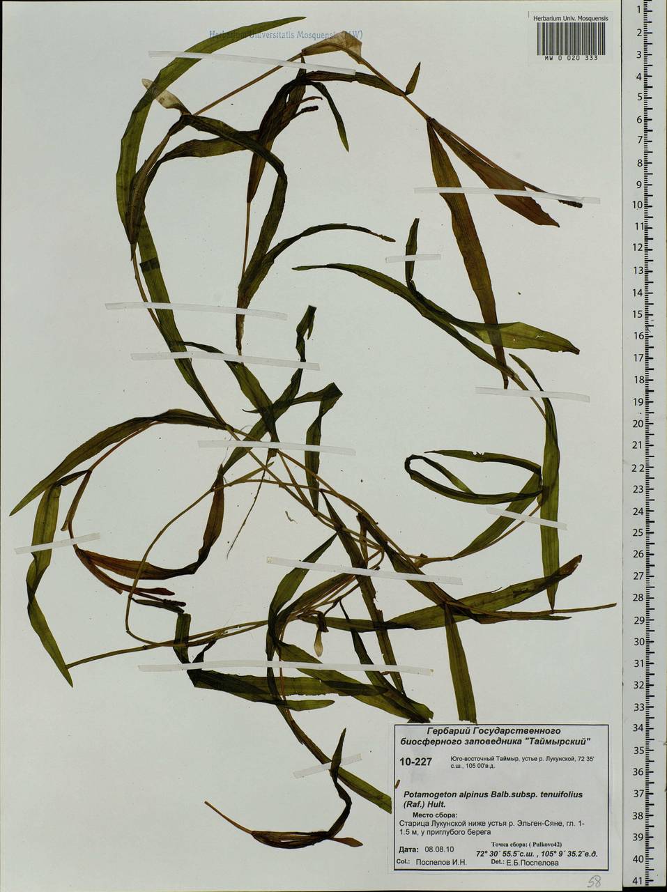 Potamogeton alpinus subsp. tenuifolius (Raf.) Hultén, Siberia, Central Siberia (S3) (Russia)