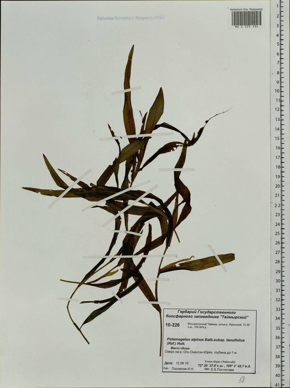 Potamogeton alpinus subsp. tenuifolius (Raf.) Hultén, Siberia, Central Siberia (S3) (Russia)