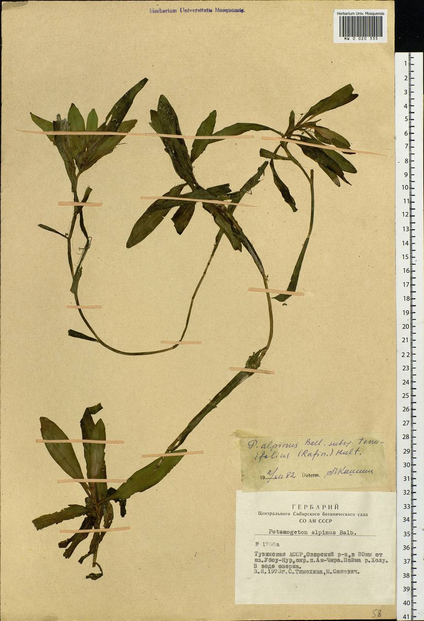 Potamogeton alpinus subsp. tenuifolius (Raf.) Hultén, Siberia, Altai & Sayany Mountains (S2) (Russia)