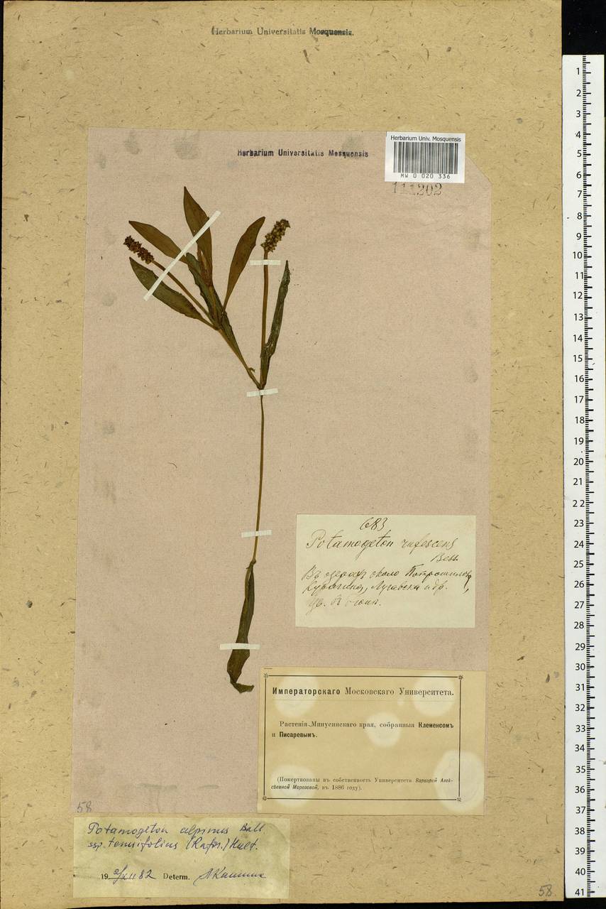 Potamogeton alpinus subsp. tenuifolius (Raf.) Hultén, Siberia, Altai & Sayany Mountains (S2) (Russia)