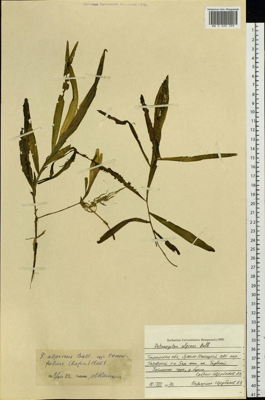 Potamogeton alpinus subsp. tenuifolius (Raf.) Hultén, Siberia, Western Siberia (S1) (Russia)